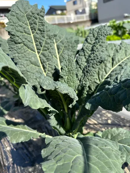 イタリア野菜🇮🇹カーボロネロ
和名では黒キャベツ