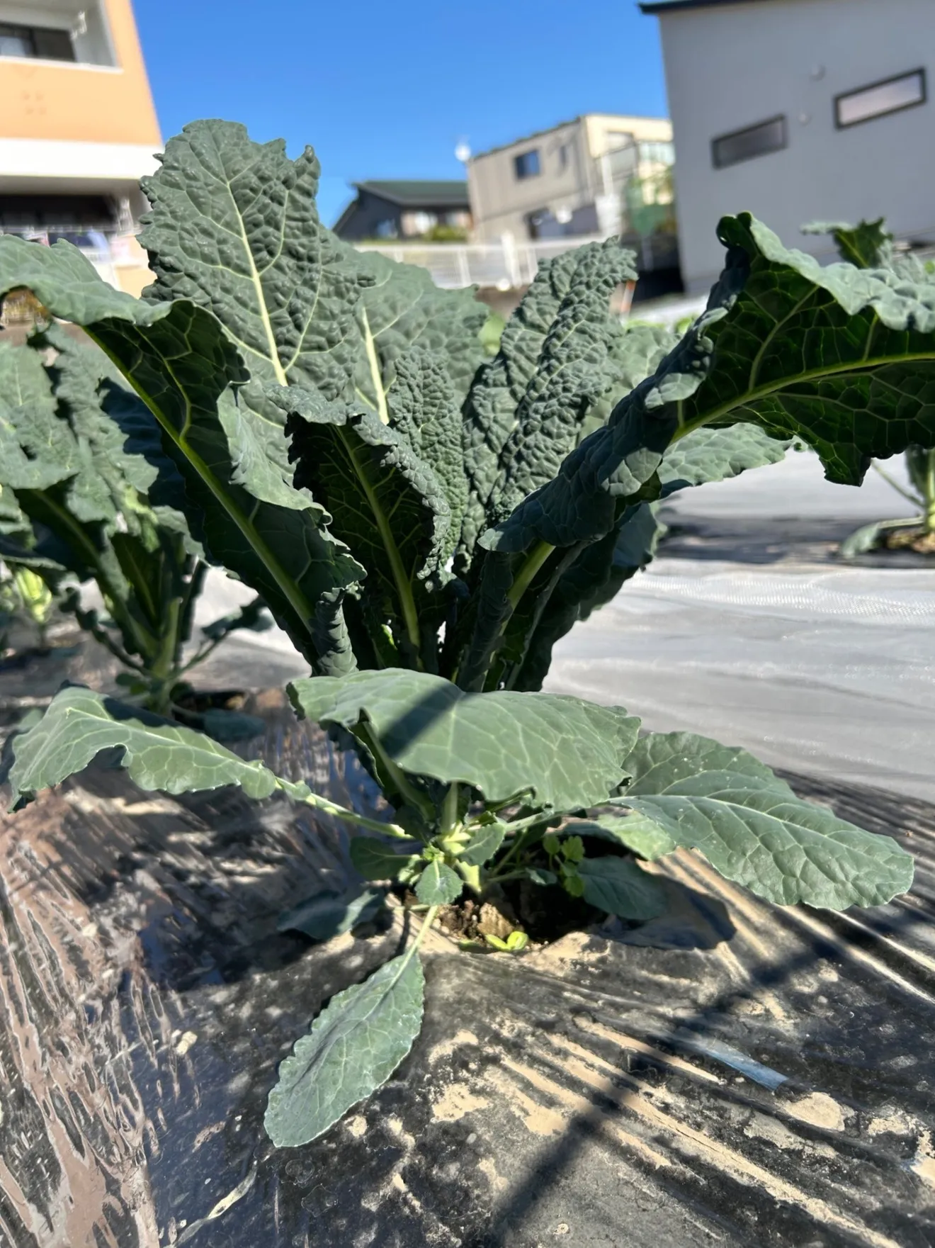 イタリア野菜🇮🇹カーボロネロ
和名では黒キャベツ