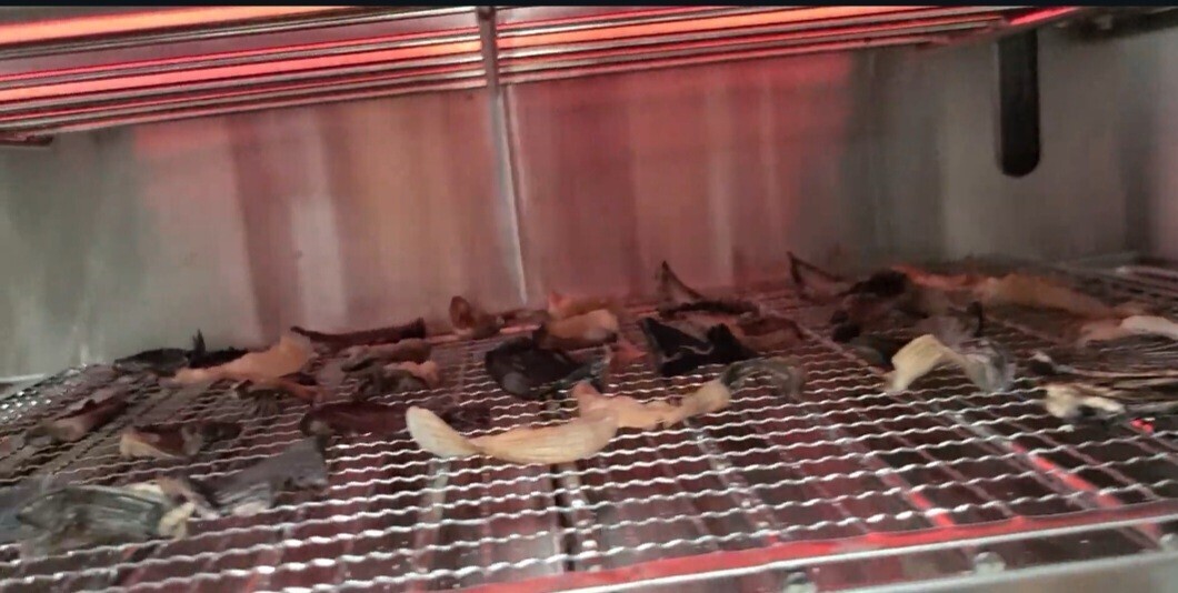 【国産とらふぐ】
ひれ酒用とらふぐ焼きひれ　8枚×1袋