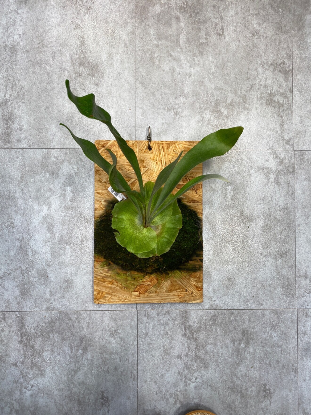  ビカクシダ｜板付・育てやすい・室内グリーンにおすすめ
そのまま飾れます！