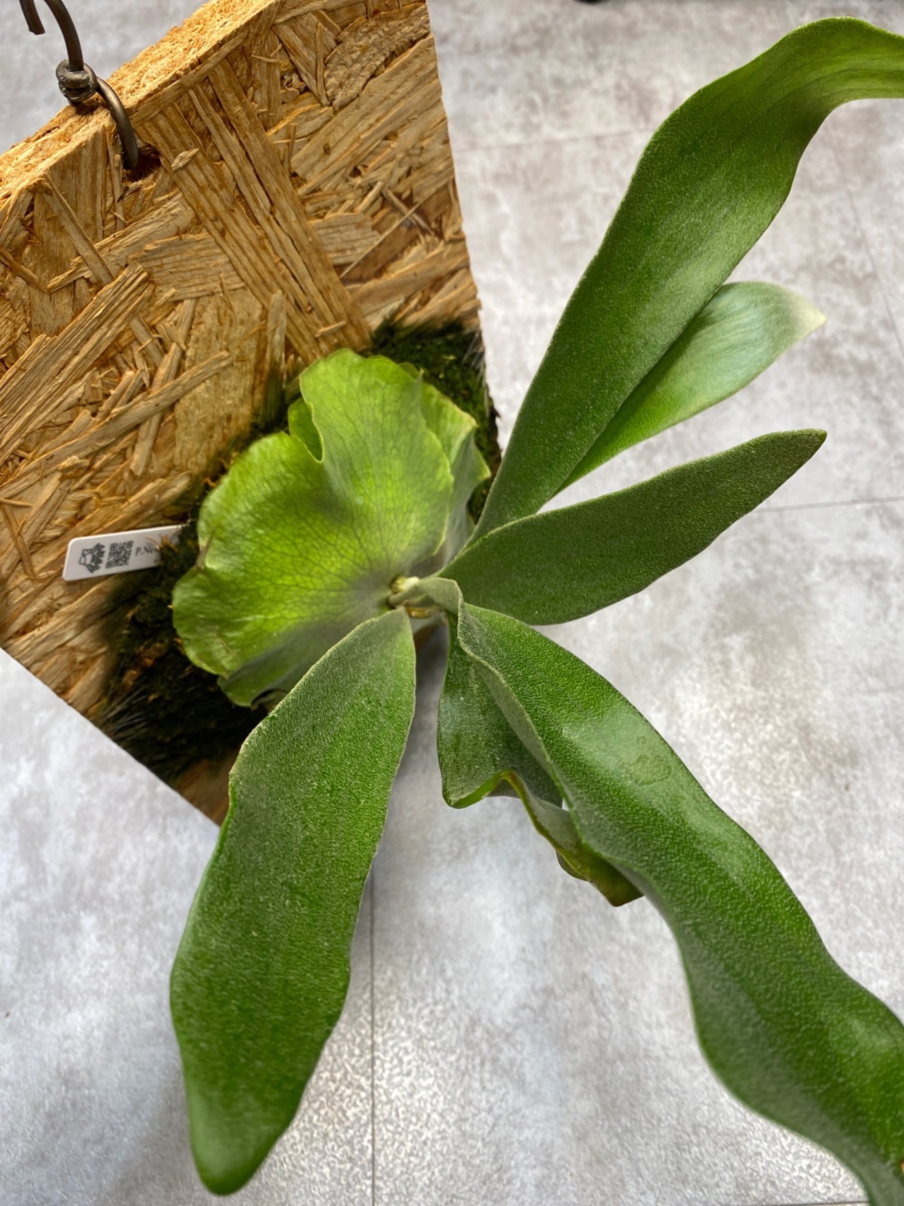  ビカクシダ｜板付・育てやすい・室内グリーンにおすすめ
そのまま飾れます！