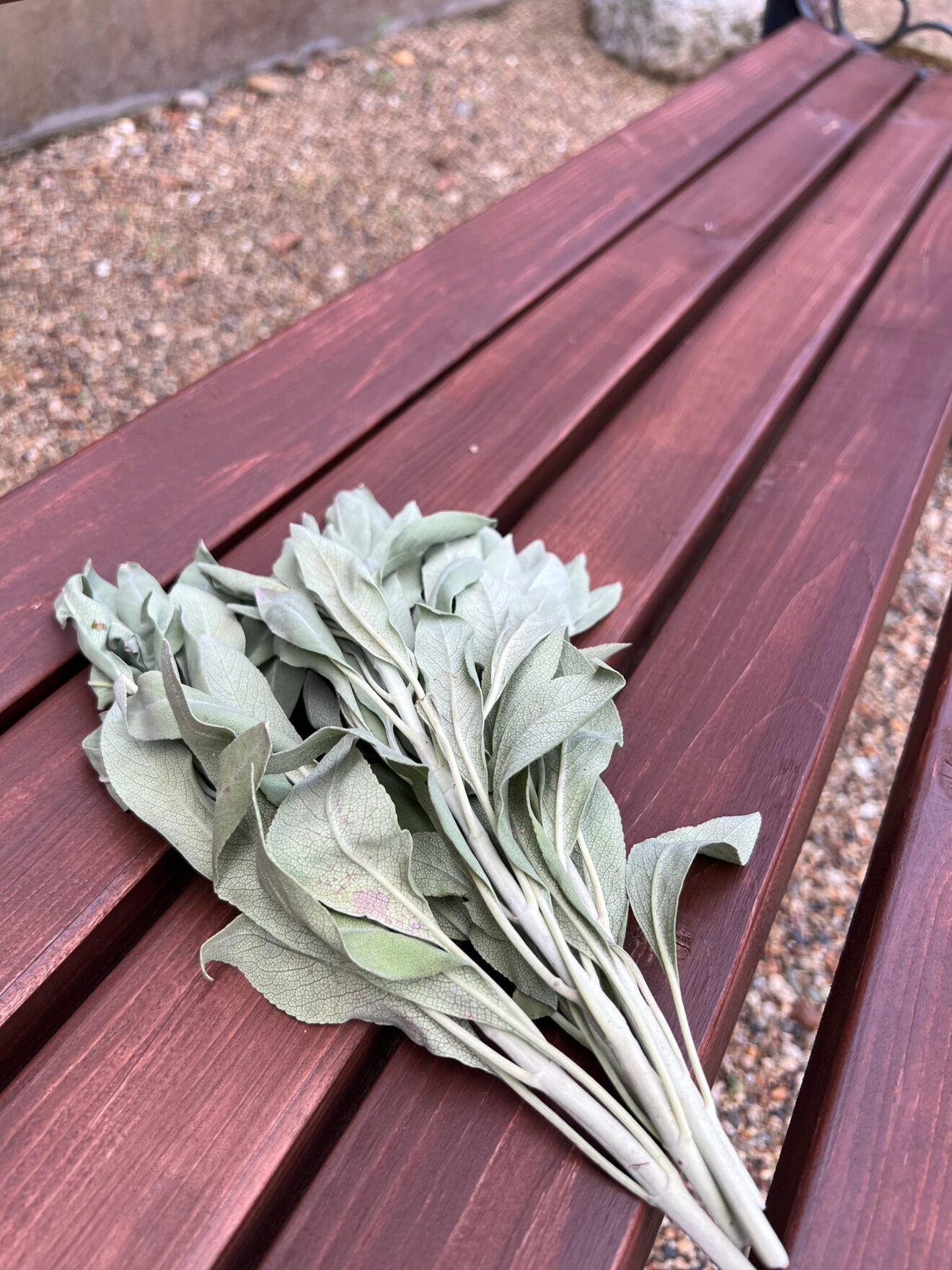 2025年8月収穫！国産無農薬　ドライホワイトセージ枝付き