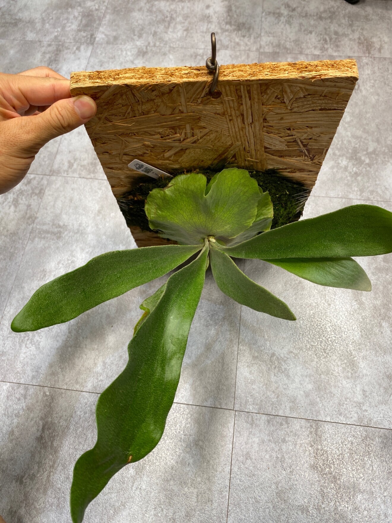  ビカクシダ｜板付・育てやすい・室内グリーンにおすすめ
そのまま飾れます！