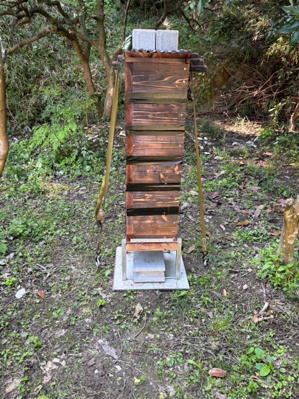 【真の健康志向に捧ぐ】70代の父が心を込めて育てたエゴマ油とニホンミツバチ100％蜂蜜の贅沢セット