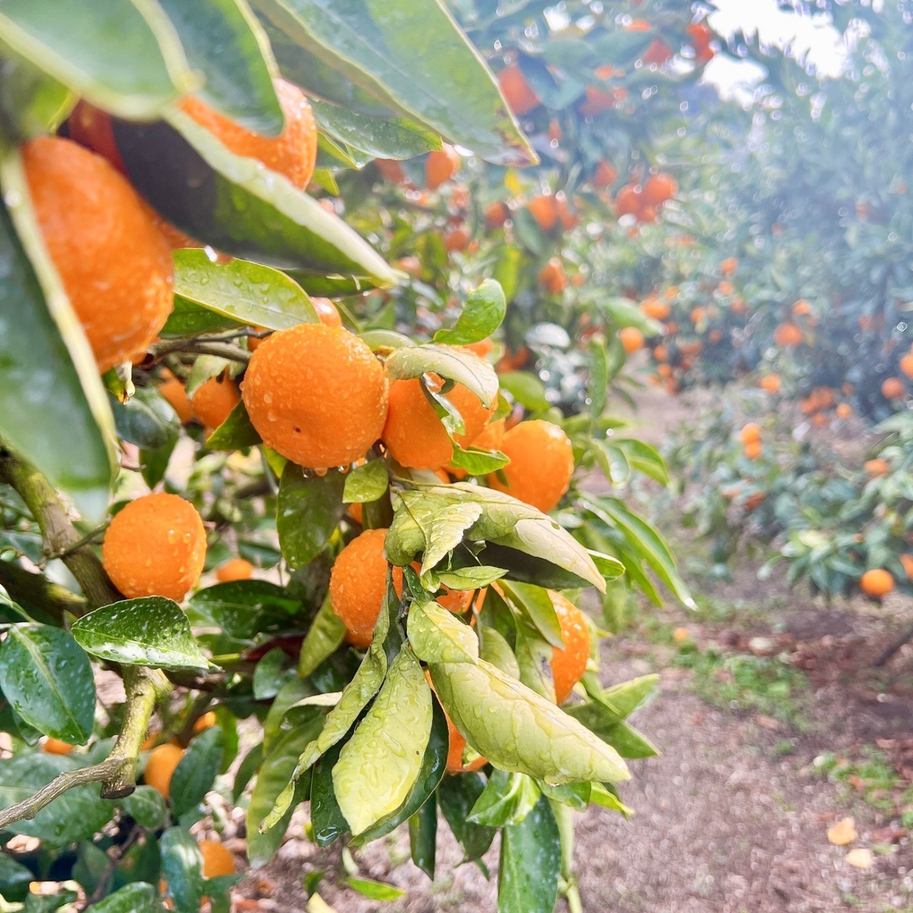 みかん＆まどんな　2キロずつ