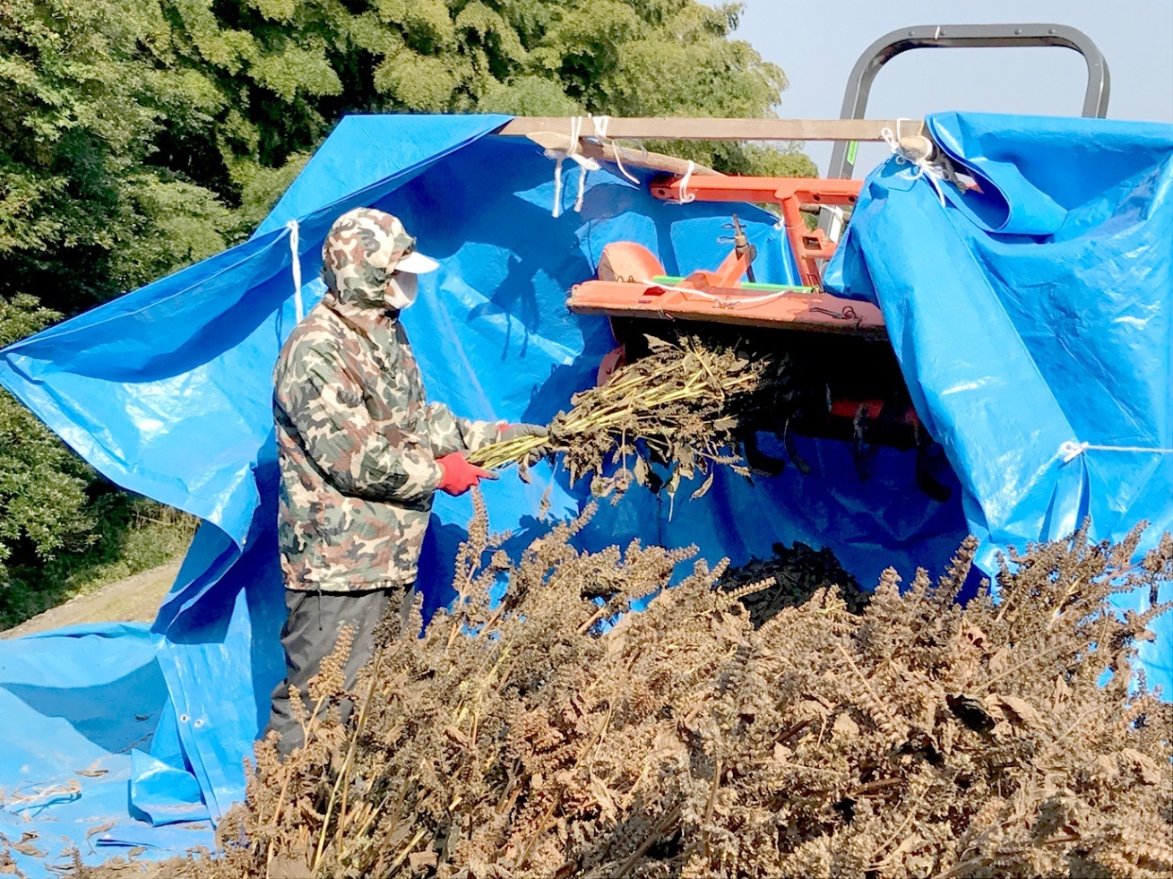 【真の健康志向に捧ぐ】70代の父が心を込めて育てたエゴマ油とニホンミツバチ100％蜂蜜の贅沢セット