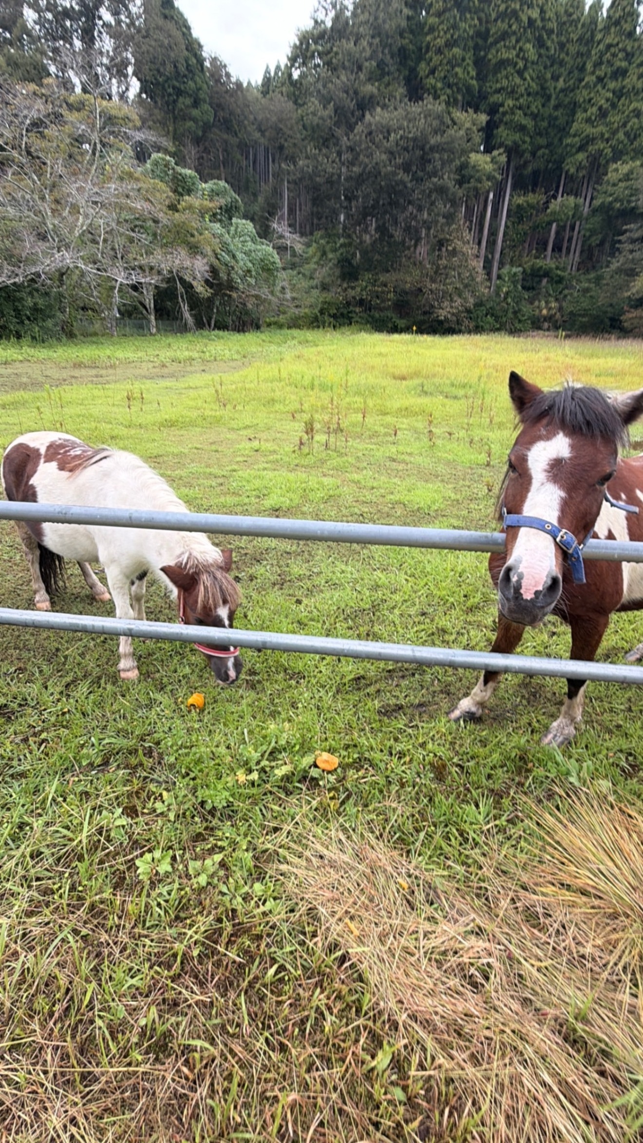 予約米🌟ノリさん専用🌟 【令和7年産　特別栽培米コシヒカリ🌾】精米5キロ🍚　富山県産