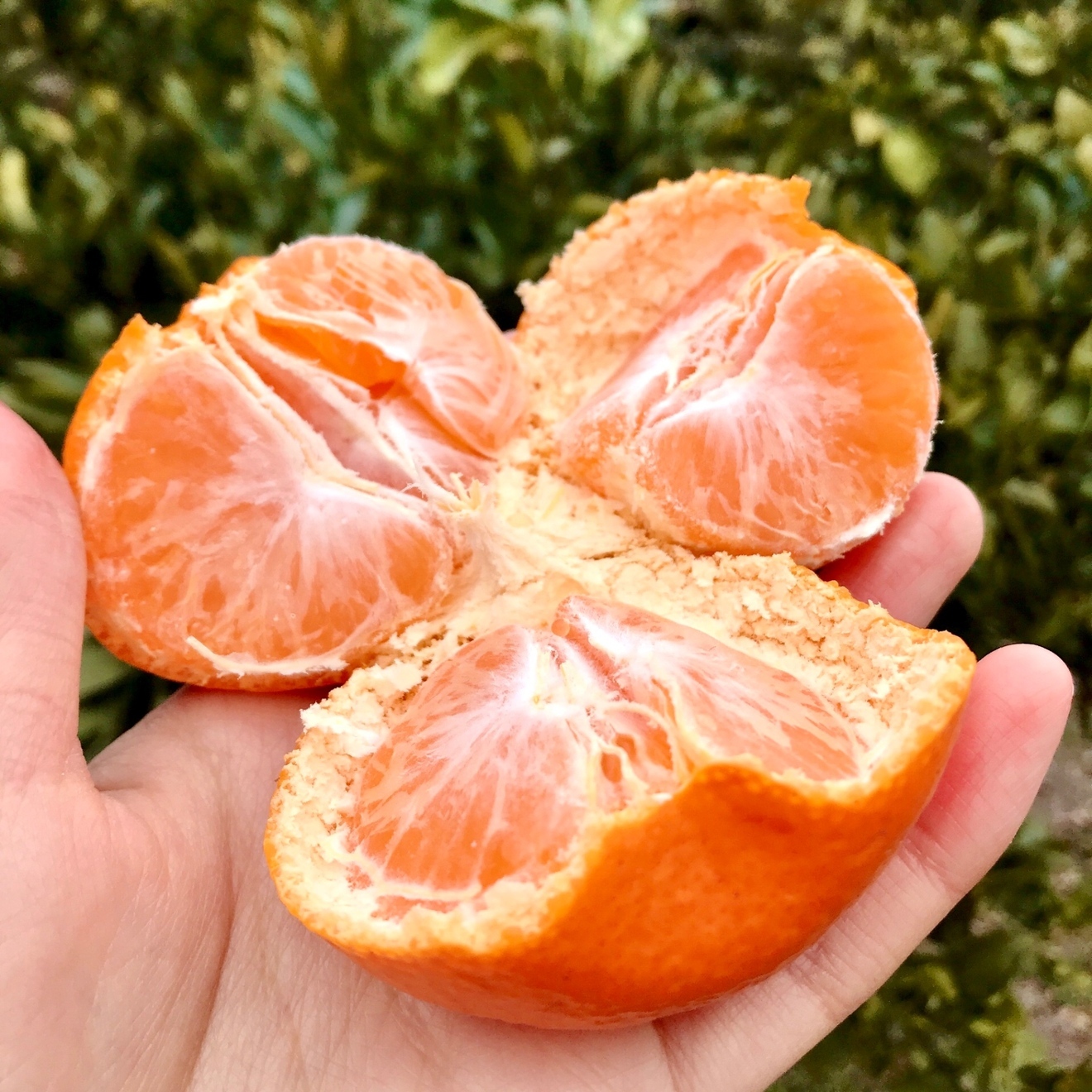 中生みかん　5kg