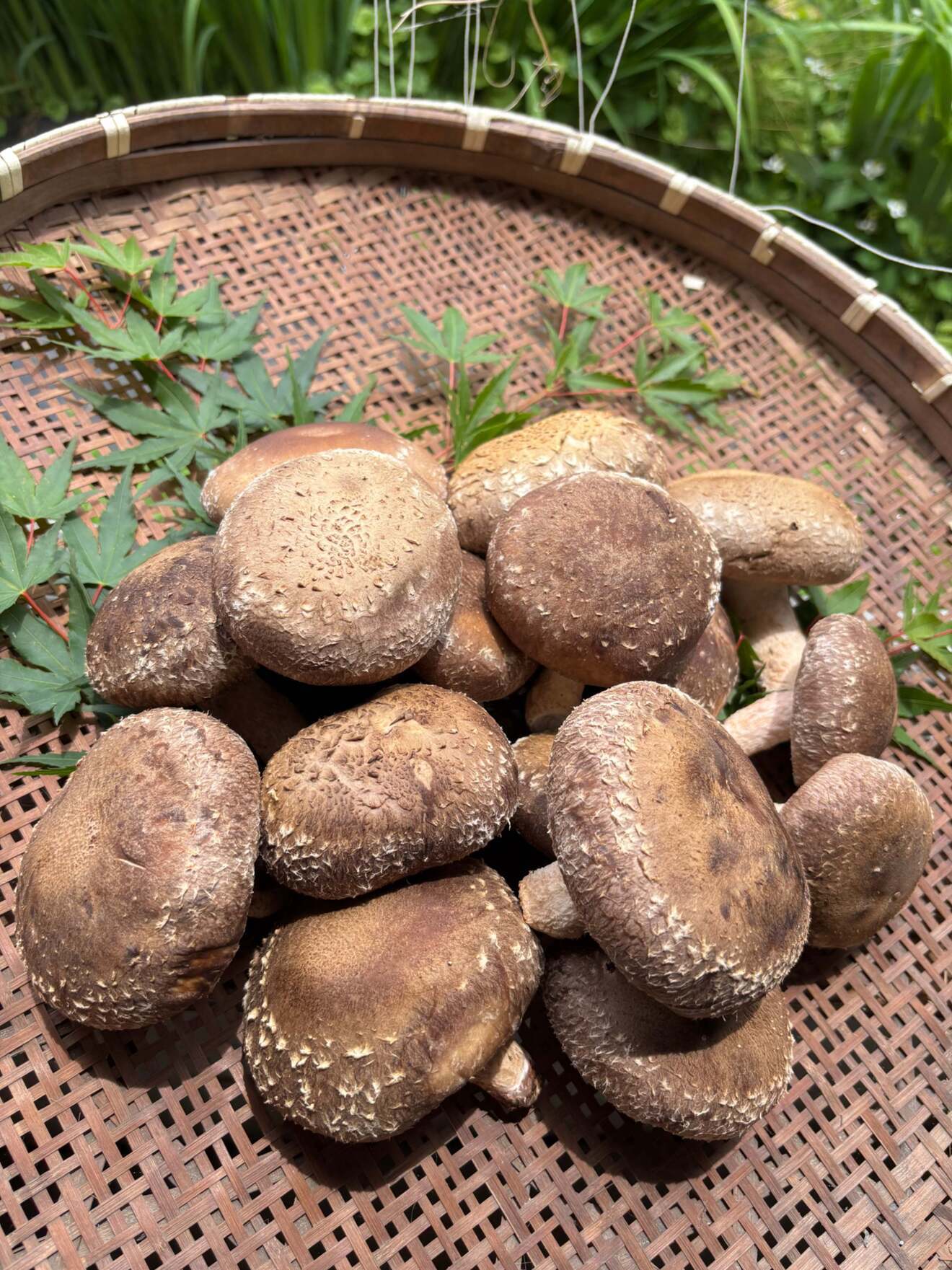 うちの椎茸🍄‍🟫主役気質です😂