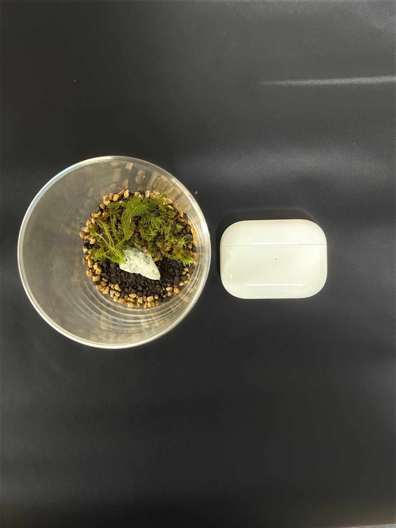 【超簡単お手入れ】苔テラリウム（育て方シート付き）