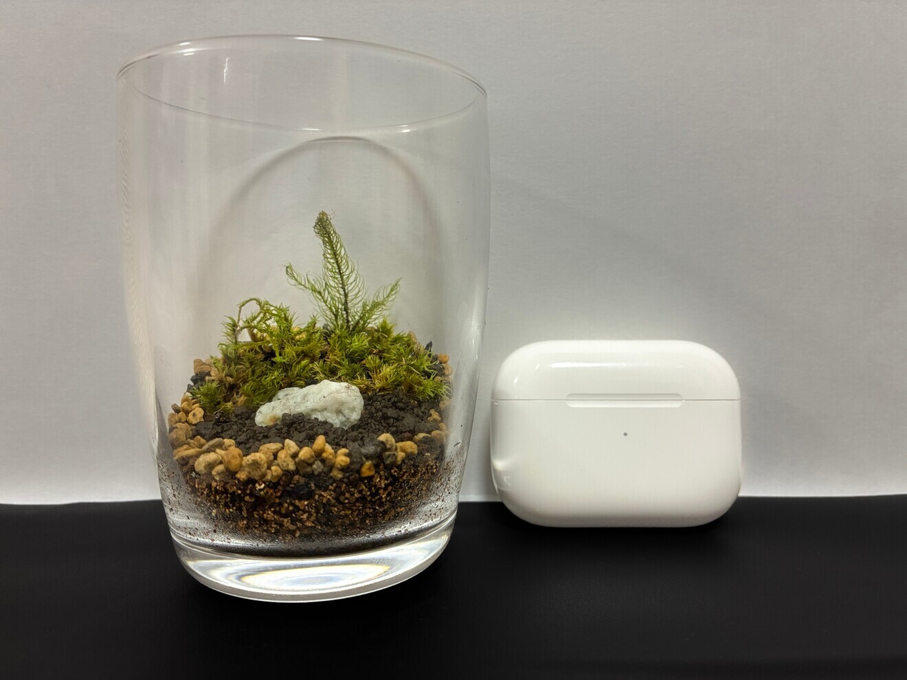 【超簡単お手入れ】苔テラリウム（育て方シート付き）