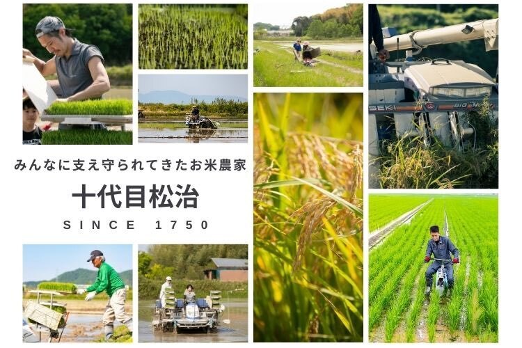 令和7年産【無洗米10kg】「きぬむすめ」特別栽培米！1750年から続くお米農家が作った縁起の竜王米