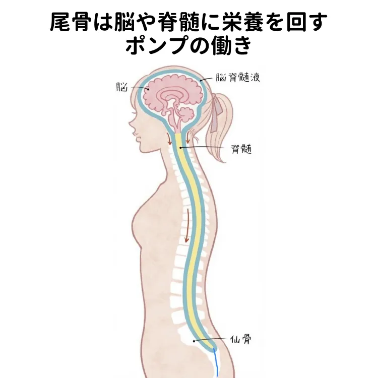 姿勢改善で腰痛・肩こり対策！デスクワーク・勉強が快適になる骨盤座板（ブレスエアー®採用）
