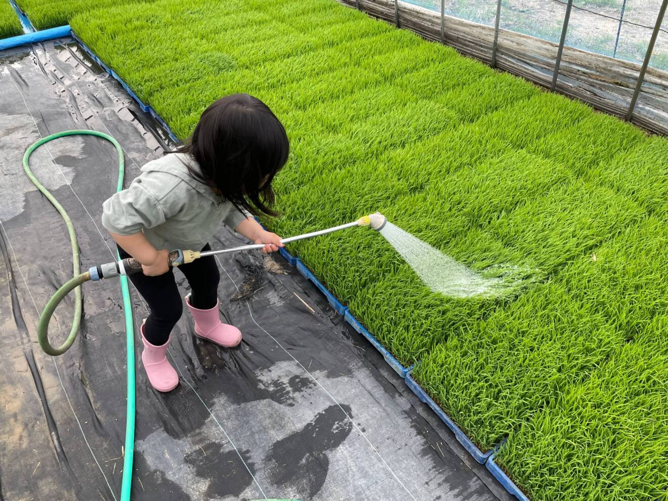 【R.7年 新米🌾】玄米5kg　福島県産コシヒカリ一等米