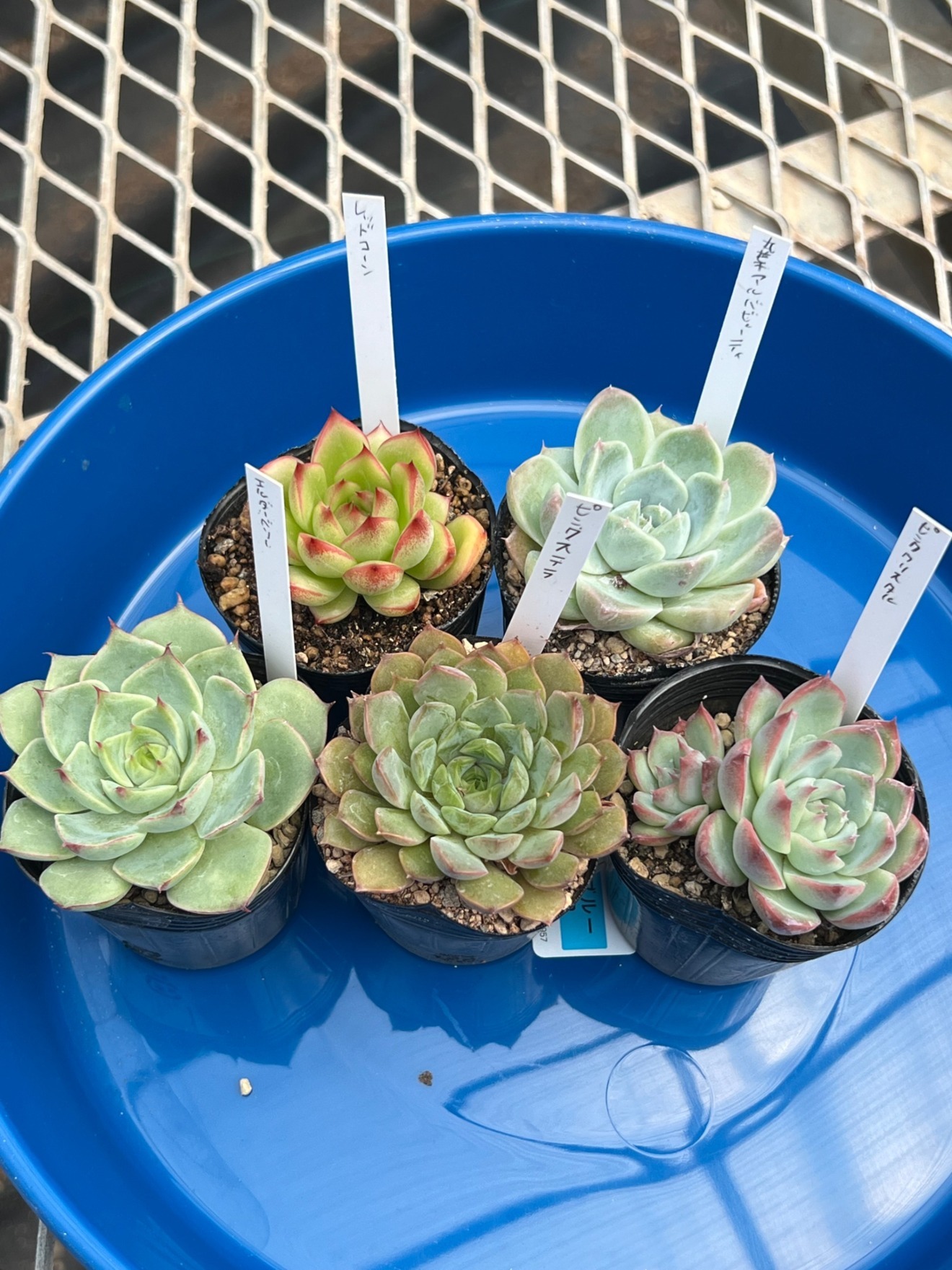 【6cmポット×5苗】多肉植物ぷくぷくセットA（送料別）発根済ラベル付／寄せ植えにも◎
