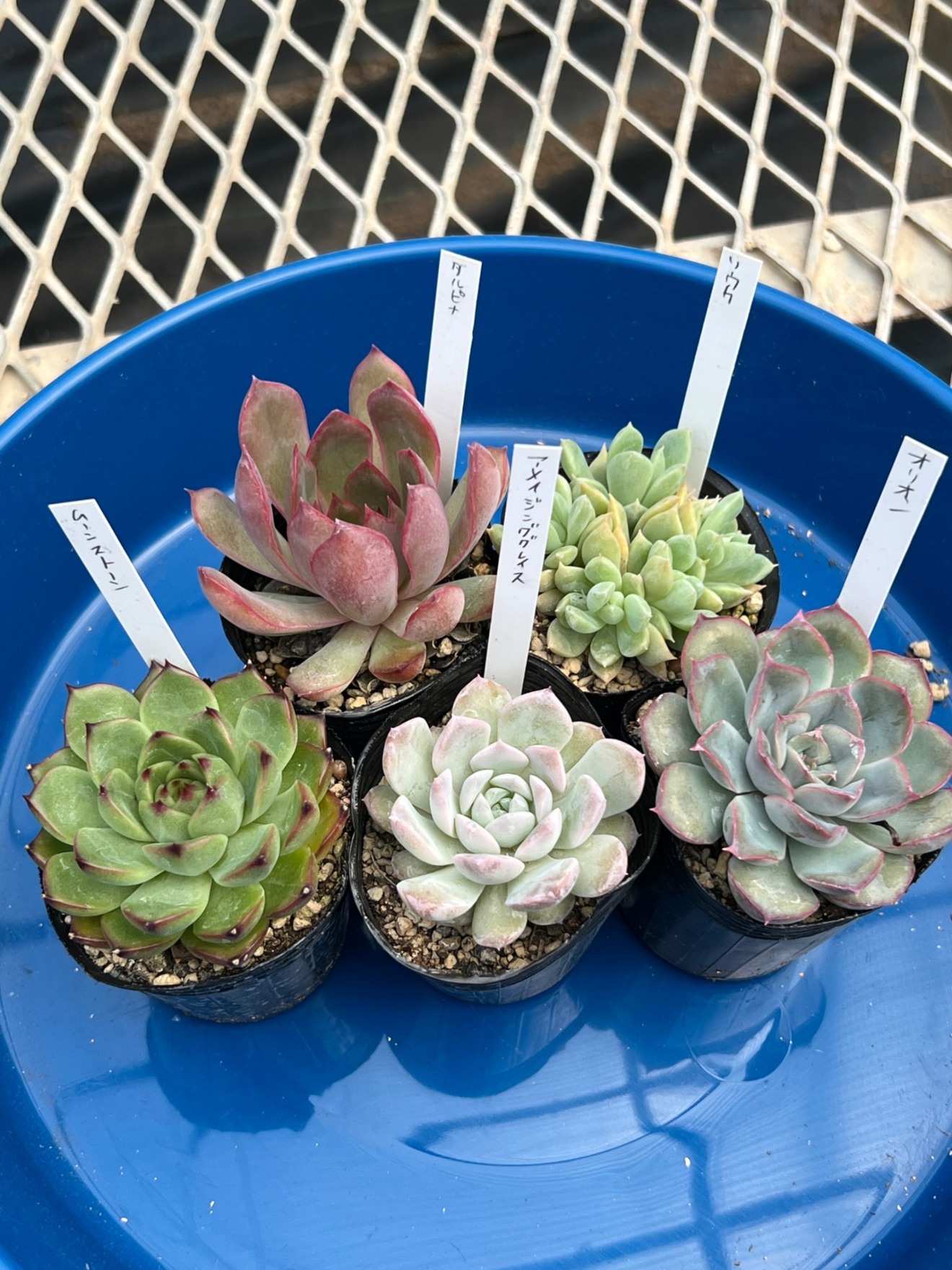 【6cmポット×5苗】多肉植物ぷくぷくセットB（送料別）発根済ラベル付／寄せ植えにも◎