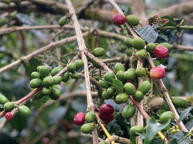 【オーダー焙煎】インドネシア マンデリン ポルン セリブ ラジャ スマトラ式 G1