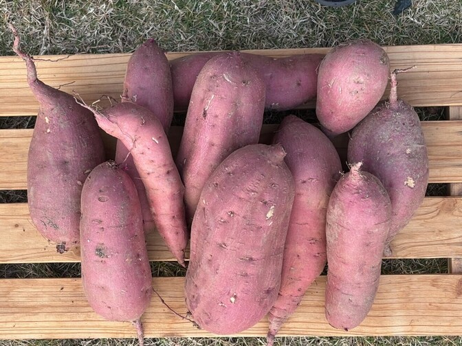 おかげさまで最後の1個！！　食べごろです！！2か月熟成させた紅はるか