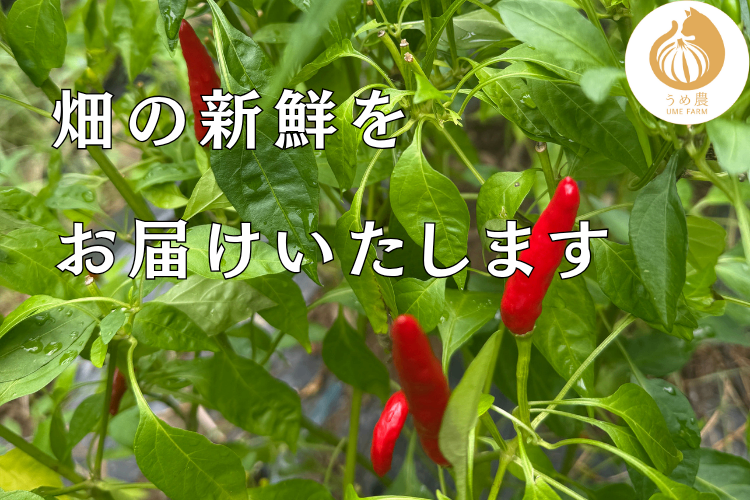 【新鮮・旬の刺激】──新鮮生唐辛子（鷹の爪） 100g 栽培時農薬不使用