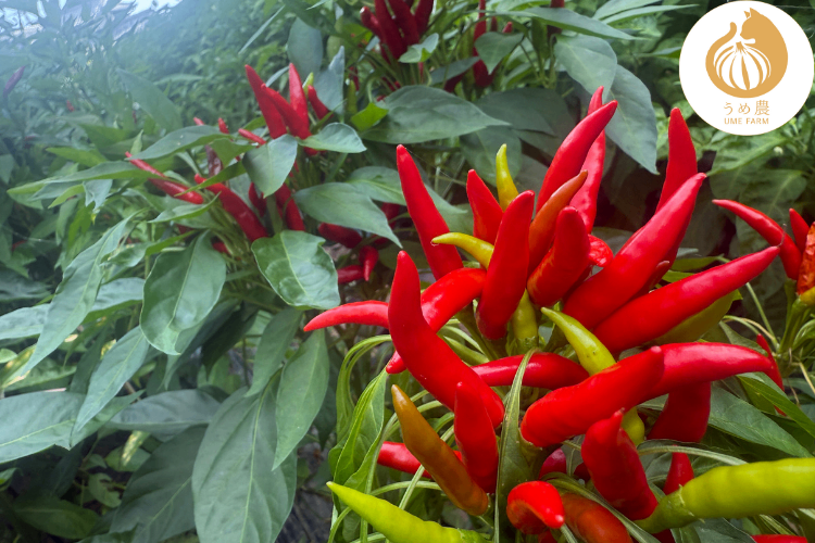 【新鮮・旬の刺激】──新鮮生唐辛子（鷹の爪） 200g 栽培時農薬不使用