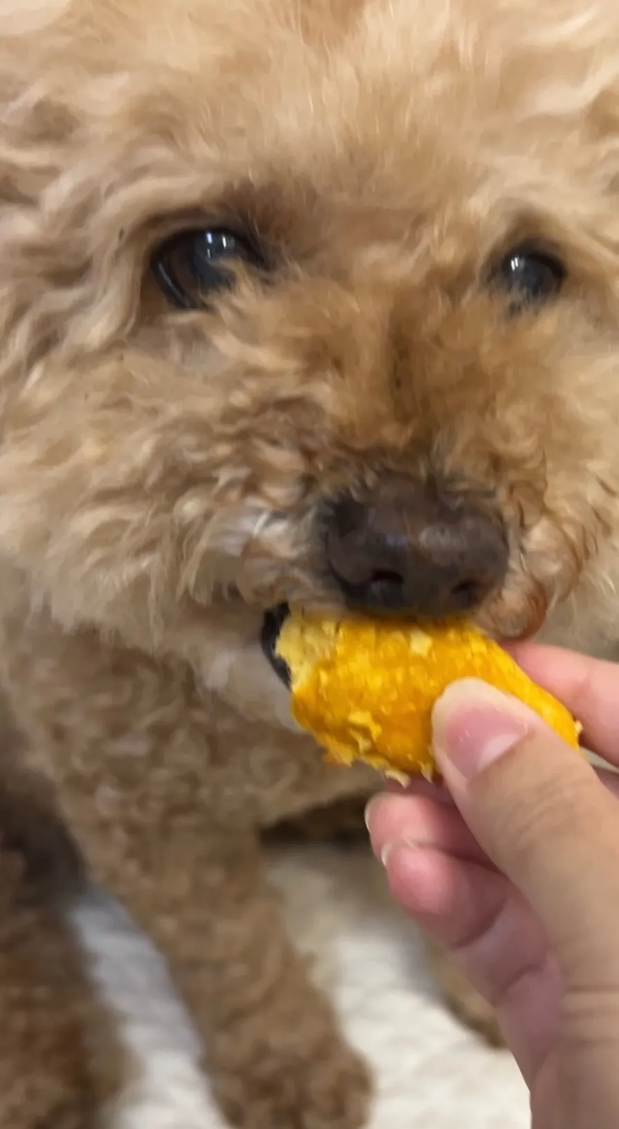 わんこ用🇰🇷韓国チキン風おやつ５本
