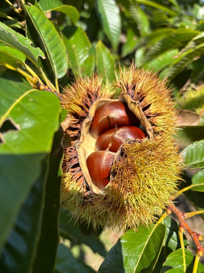 神奈川県産の【自家農園の栗】
　1㎏　無農薬　無加工