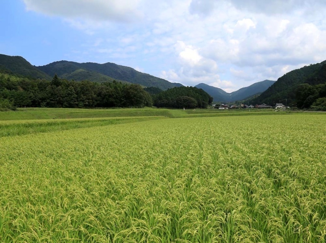 【令和7年産】兵庫県産 白米10kg 
最高評価である「特A」を獲得した、味に自信のある逸品です。