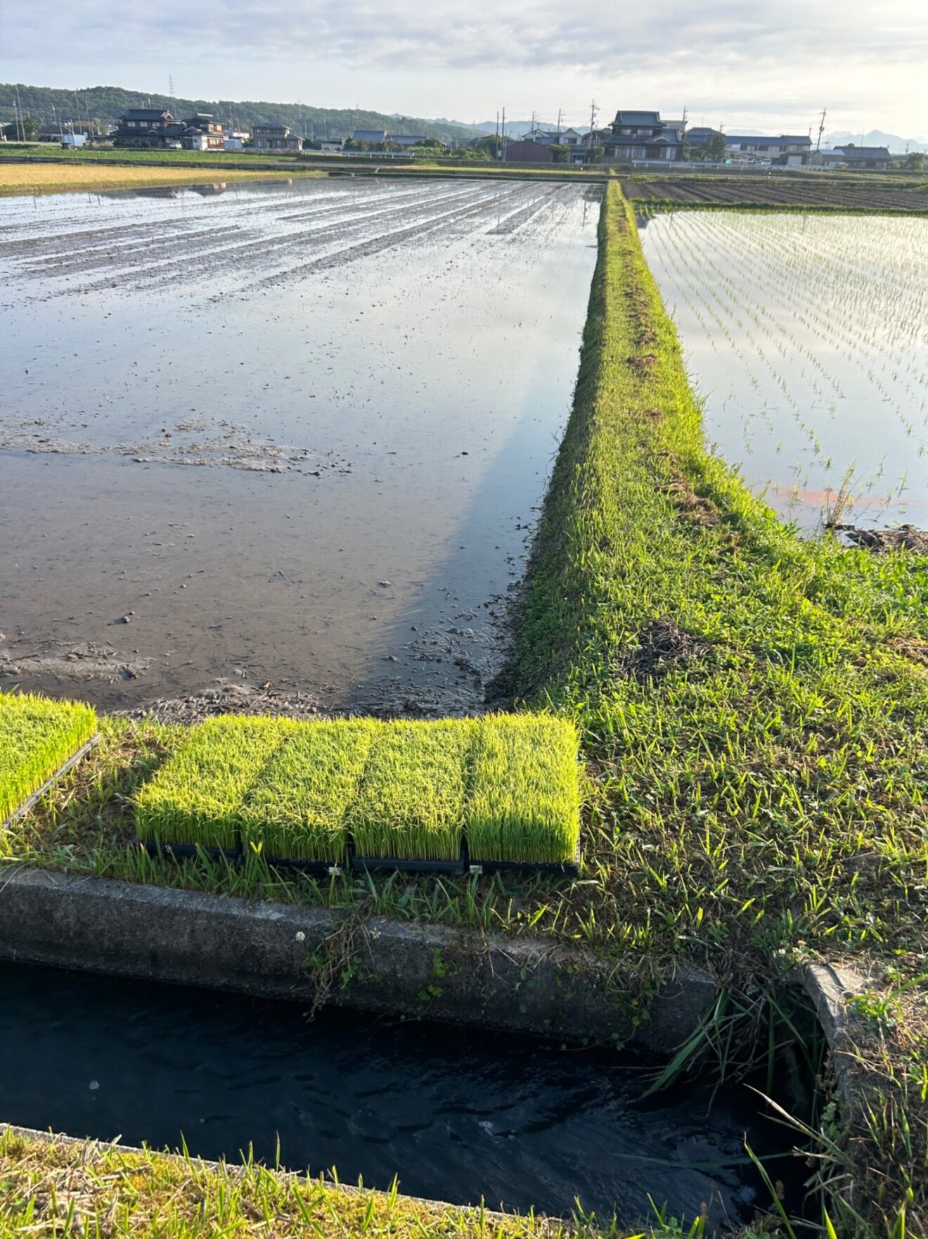【今期分 在庫限りで終了】令和7年産 新米 ヒノヒカリ白米3kg 農家直送・低温保管・自家製のお米！
