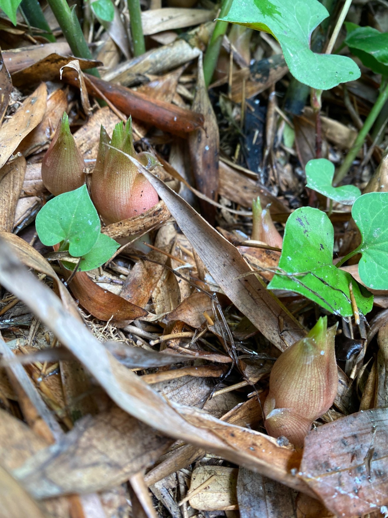 しまなみ街道・大島産 無農薬みょうが
《山の自然が育てた香りの贈り物🎁》