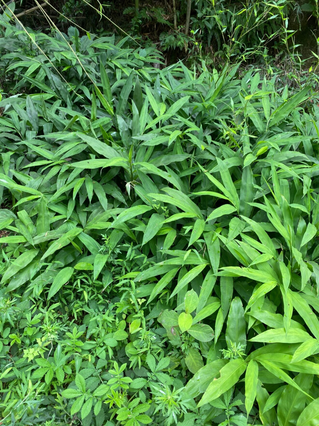 しまなみ街道・大島産 無農薬みょうが
《山の自然が育てた香りの贈り物🎁》