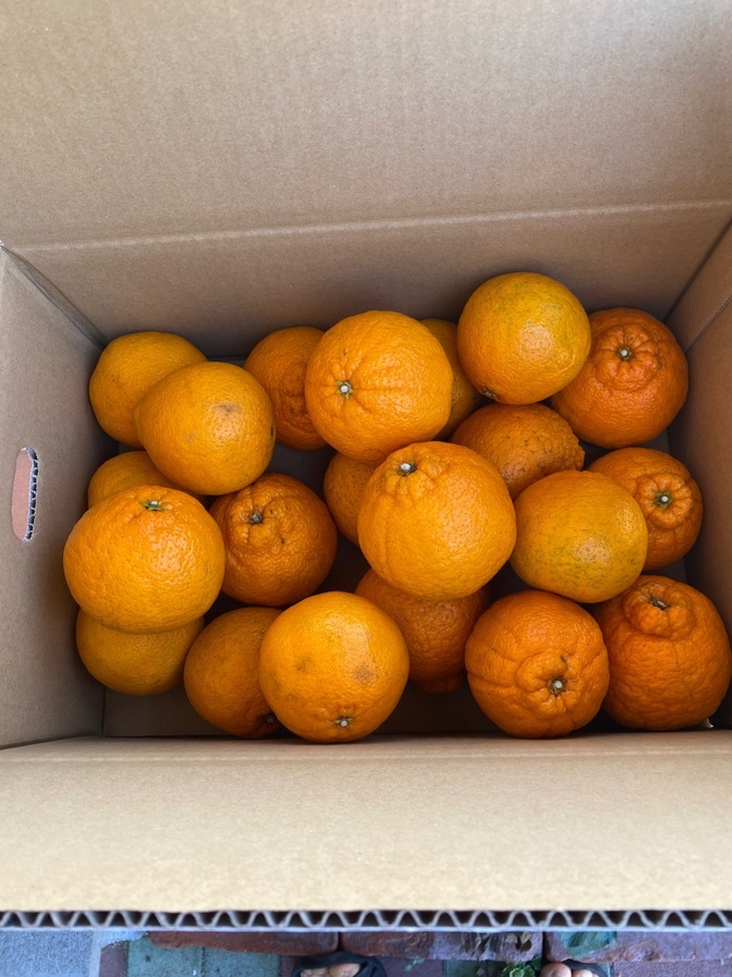 値下げしました【御自宅用】不知火　4.5kg 中玉　福岡県産
