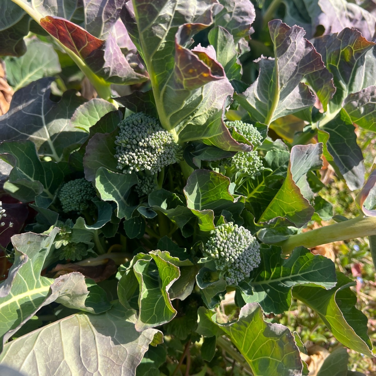 茎まで美味しい😋🥦スティックセニョリータ🥦宅急便コンパクトいっぱい！
