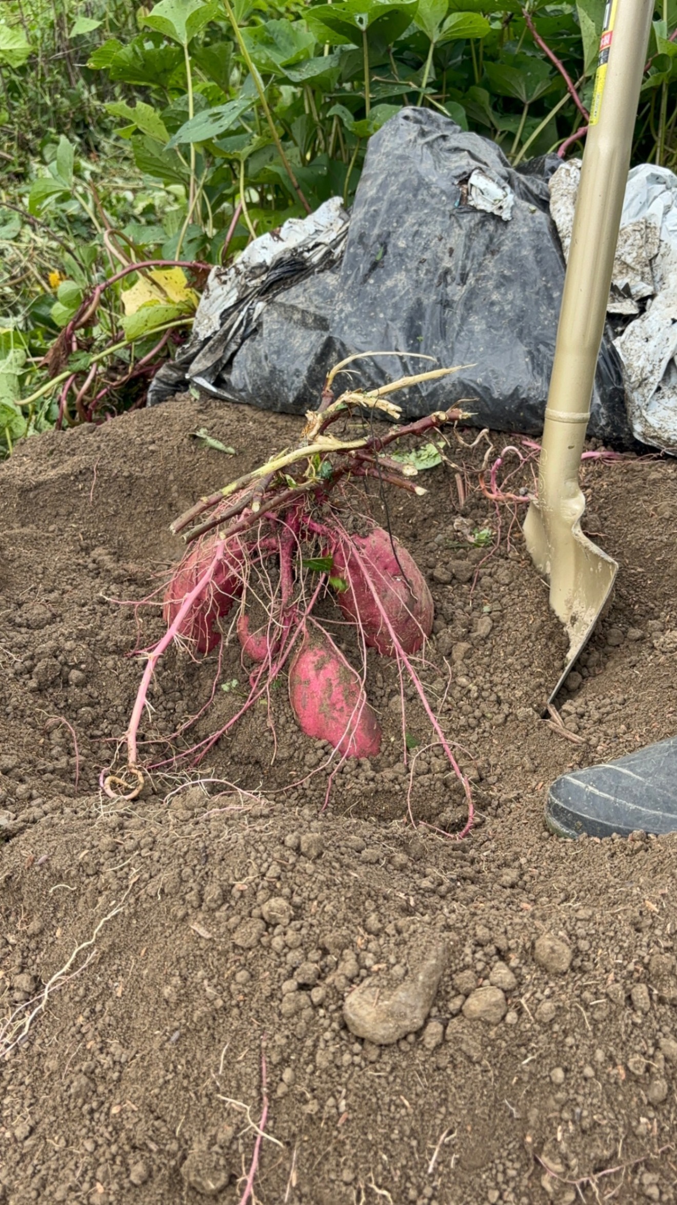 🍠ホクホクほっこり♪掘りたて紅はるか🍠（自然の甘み）