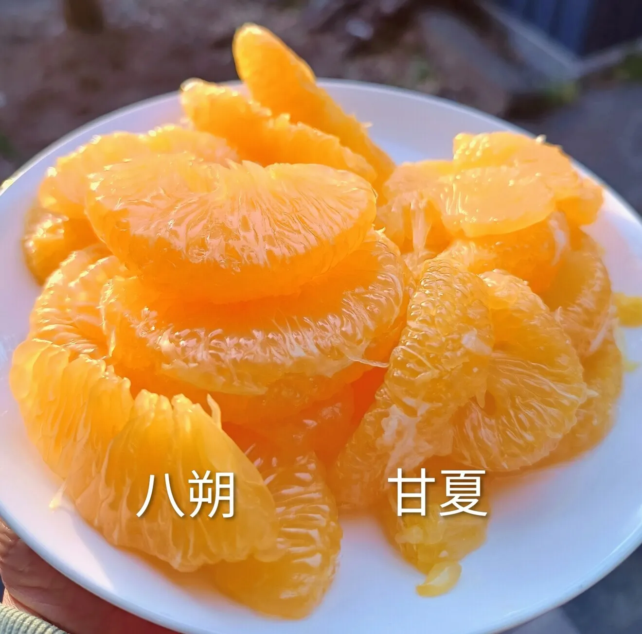 無農薬★八朔＆甘夏60サイズに詰めれるだけ！3.5キロ(約12個)
