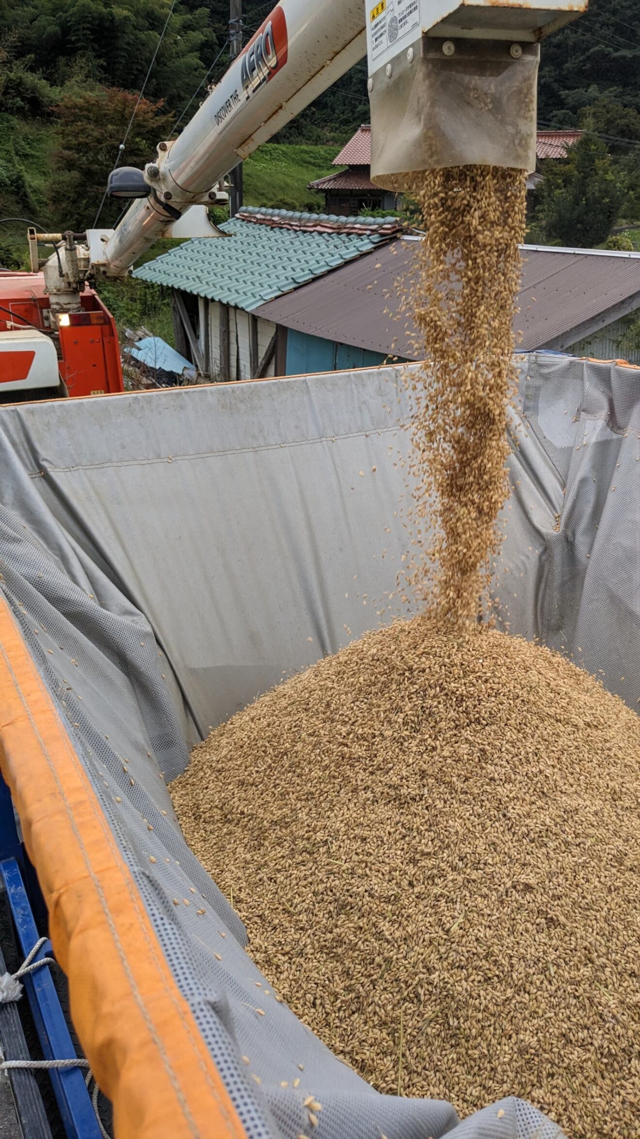 🌾1kg～島根県浜田市弥栄町産 ココノエモチ✨令和6年産 古米でもおいしい！低温保存で風味そのまま