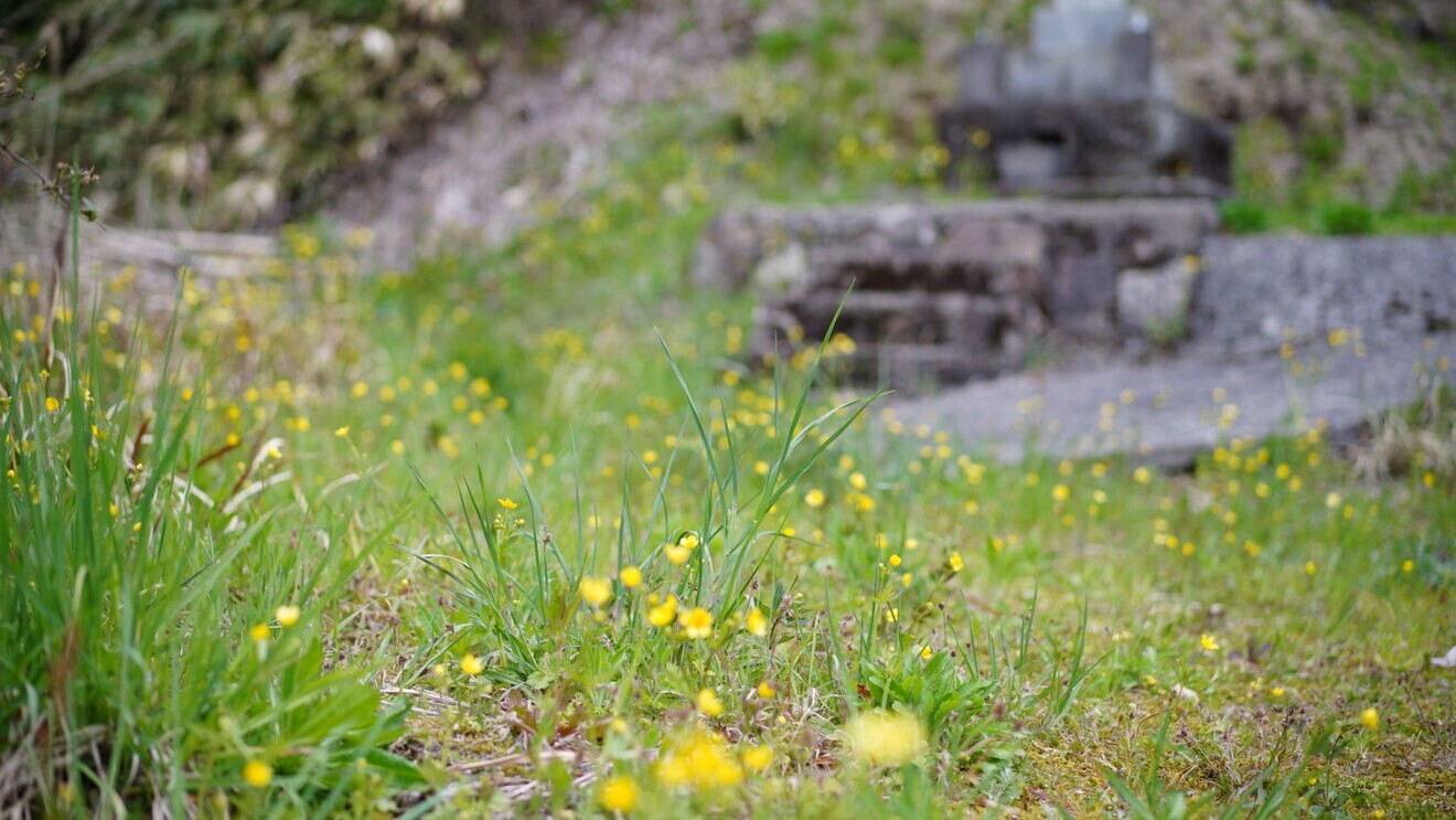 🌾1kg～島根県浜田市弥栄町産 ココノエモチ✨令和6年産 古米でもおいしい！低温保存で風味そのまま