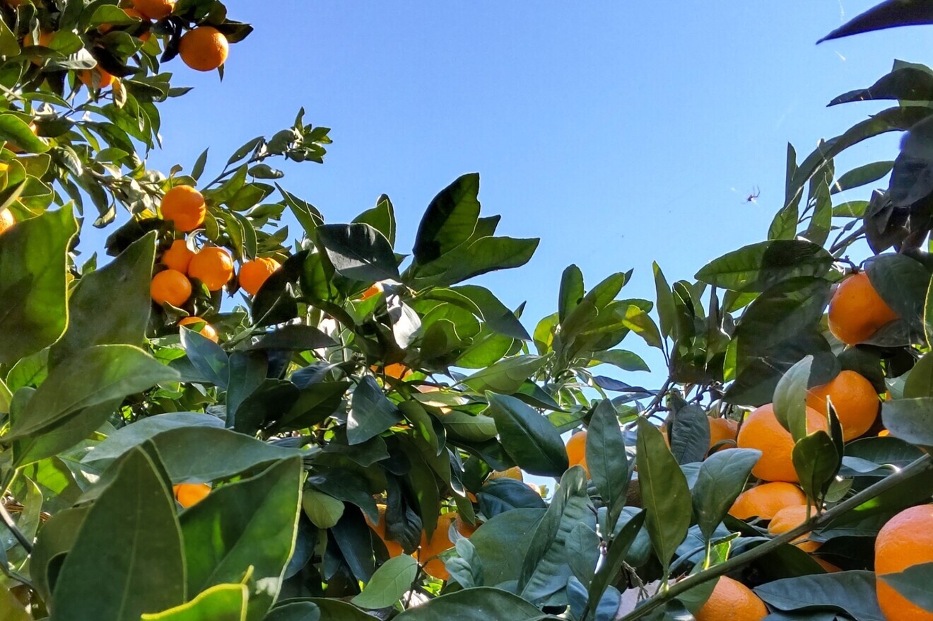 愛媛みかん100%ジュース
　720ml×3本
