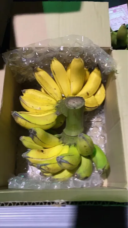 「徳之島直送！幻の島バナナ🍌 贅沢ご家庭用 1房（約２０〜３５本入り・食べきりサイズ）数量限定」