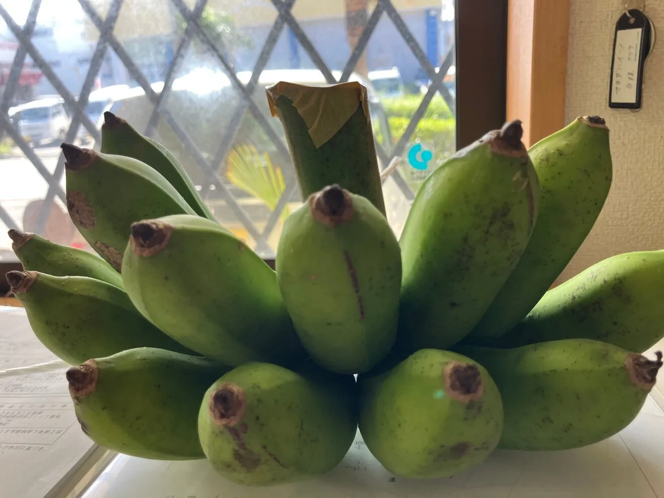 「徳之島直送！幻の島バナナ🍌 贅沢ご家庭用 1房（約２０〜３５本入り・食べきりサイズ）数量限定」