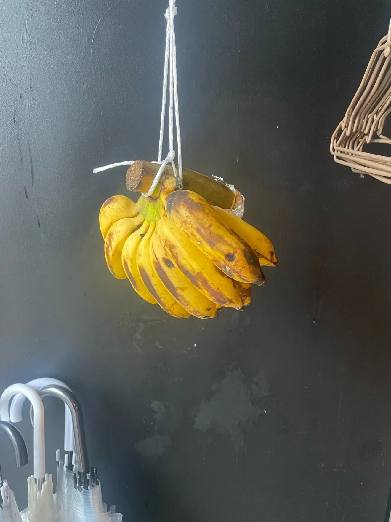「徳之島直送！幻の島バナナ🍌 贅沢ご家庭用 1房（約２０〜３５本入り・食べきりサイズ）数量限定」