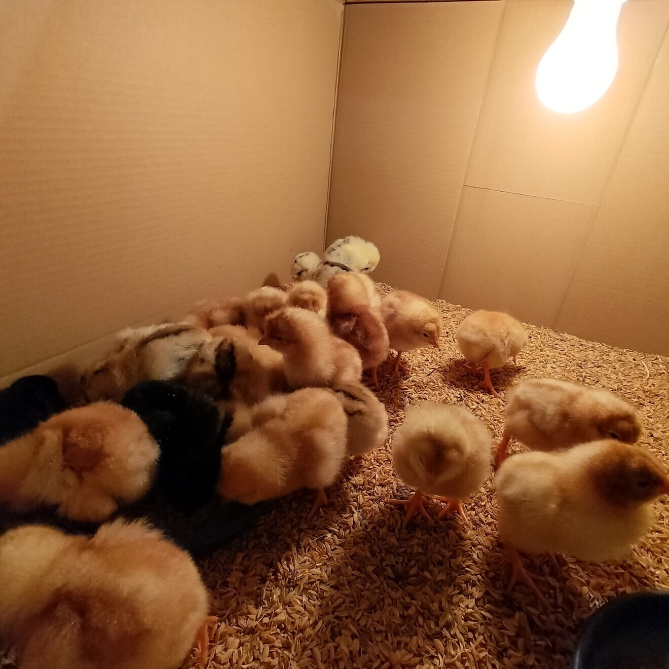 どう育ったかで選ぶ卵｜庭育ち・濃厚たまご 10個