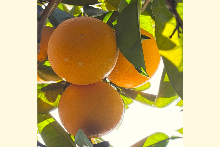 【三重県産】はっさく八朔🍊
約10個　ご家庭用　送料無料
朝日をたっぷり浴びて育ちました