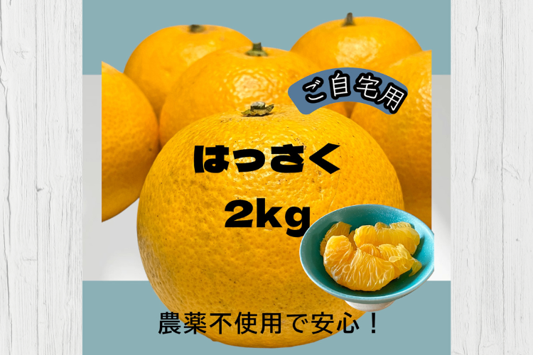 【ご自宅用】八朔（はっさく）２キロ（5〜6個）