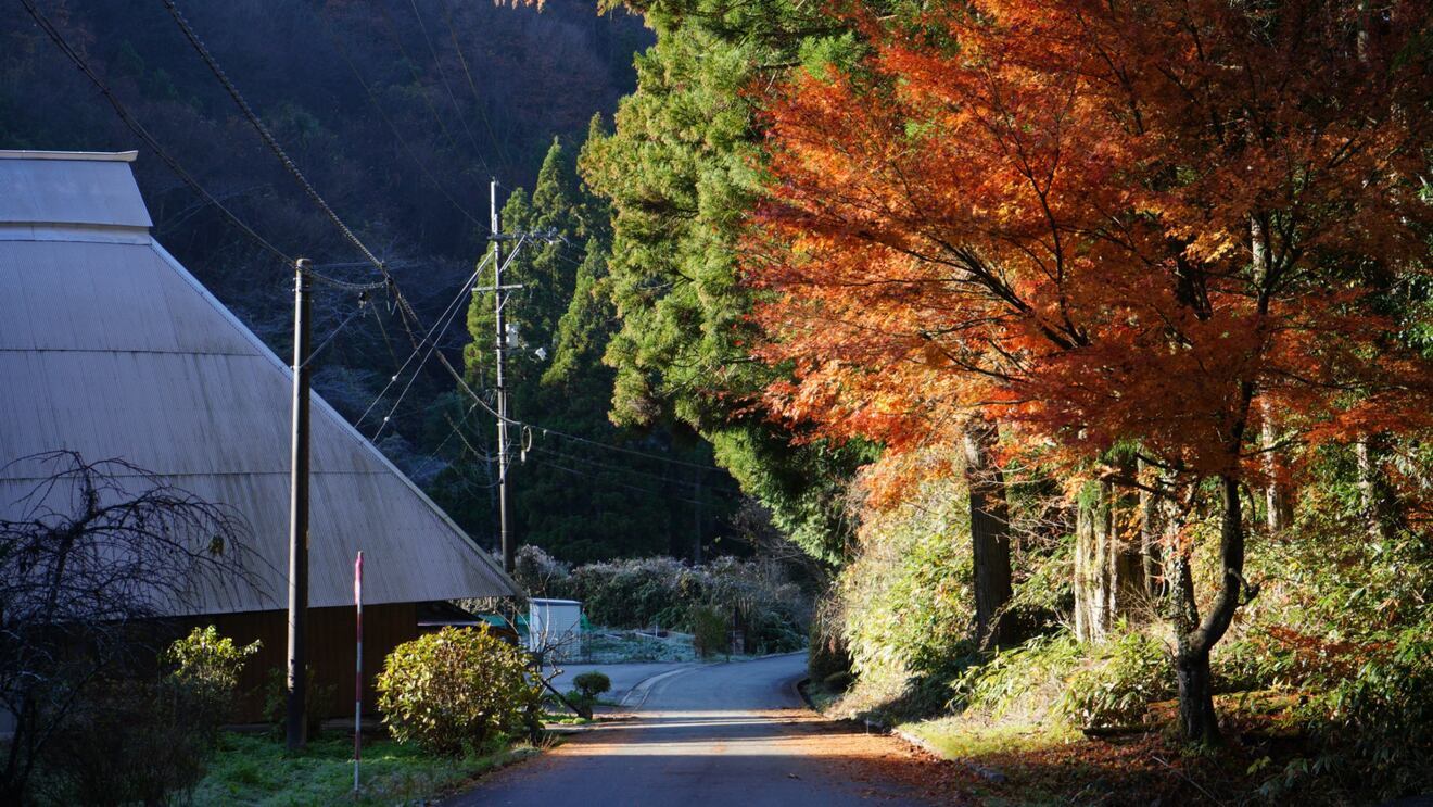 【無農薬】🌾令和7年産 新米🌾 島根県産 きぬむすめ 🍚無農薬で育てた安心・安全なお米✨