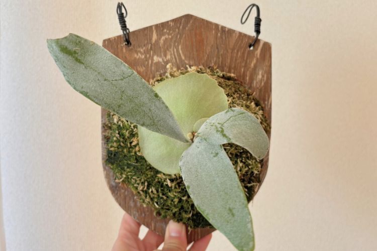 【壁にかけれる植物！】ビカクシダ オモ 板付け 