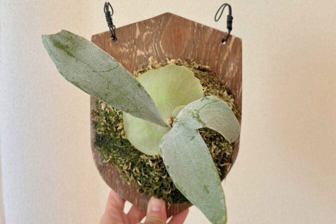 【壁にかけれる植物！】ビカクシダ オモ 板付け 