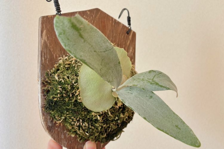 【壁にかけれる植物！】ビカクシダ オモ 板付け 
