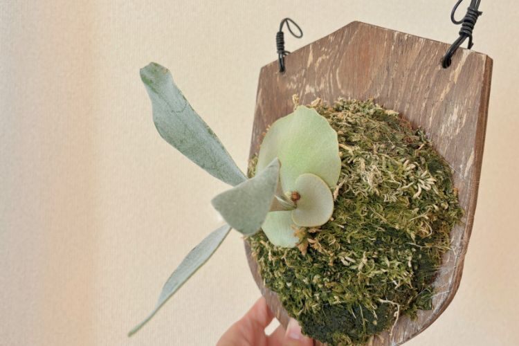 【壁にかけれる植物！】ビカクシダ オモ 板付け 