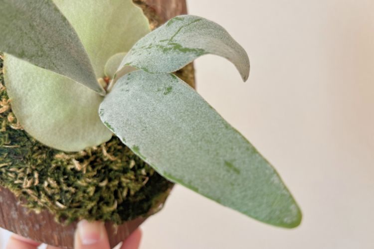 【壁にかけれる植物！】ビカクシダ オモ 板付け 