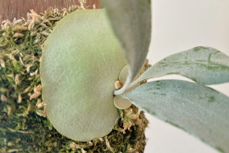 【壁にかけれる植物！】ビカクシダ オモ 板付け 
